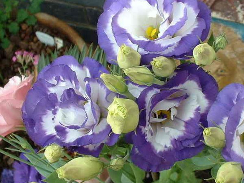 Eustoma at home