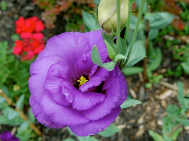 Eustoma bloom