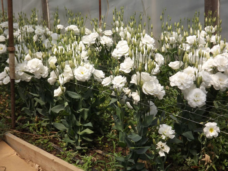 Eustoma plant