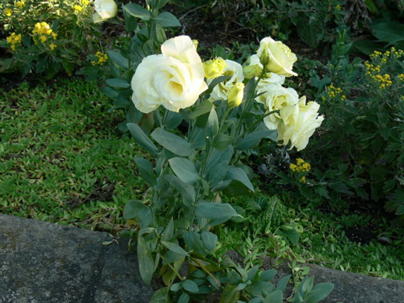 Eustoma flowering period