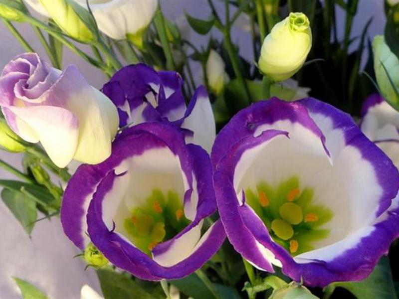 Beautiful eustoma bloom