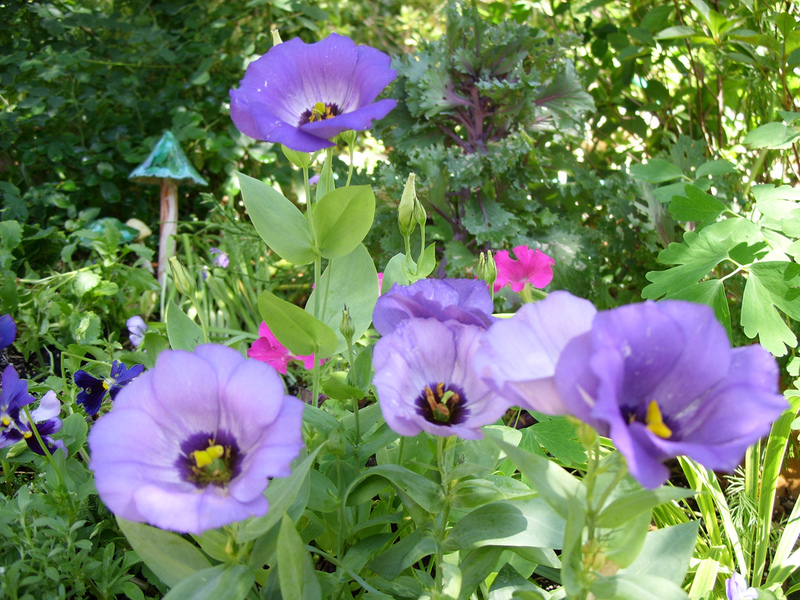 What kind of eustoma flower