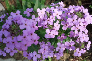 Evening party of the matron night violet.