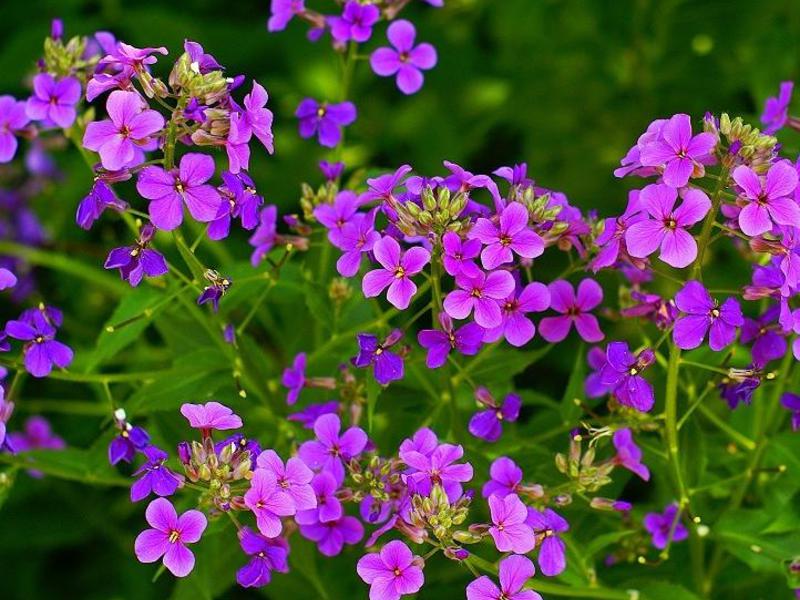 Vechernitsa or night violet.