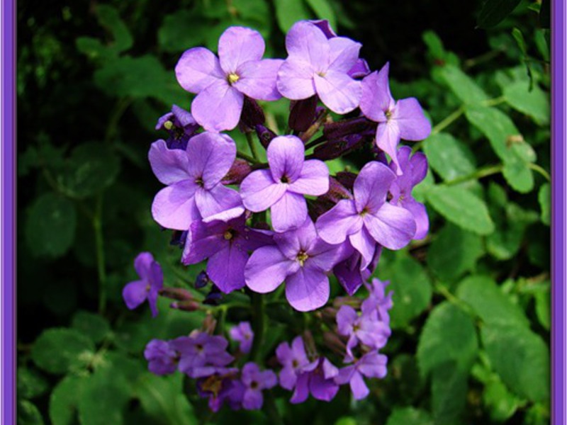 Variety of night violets