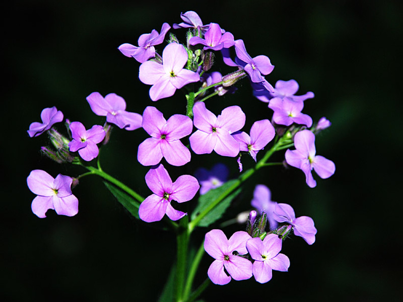 When can you transplant violets?