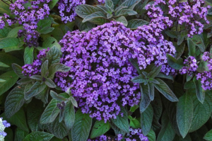 Varieties of heliotrope flower varieties