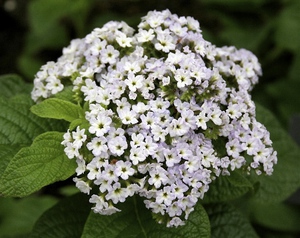 Heliotrope is good for both smell and color