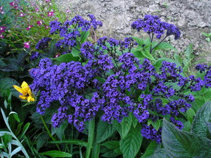 Delicate heliotrope flowers