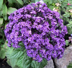 How to grow a heliotrope flower