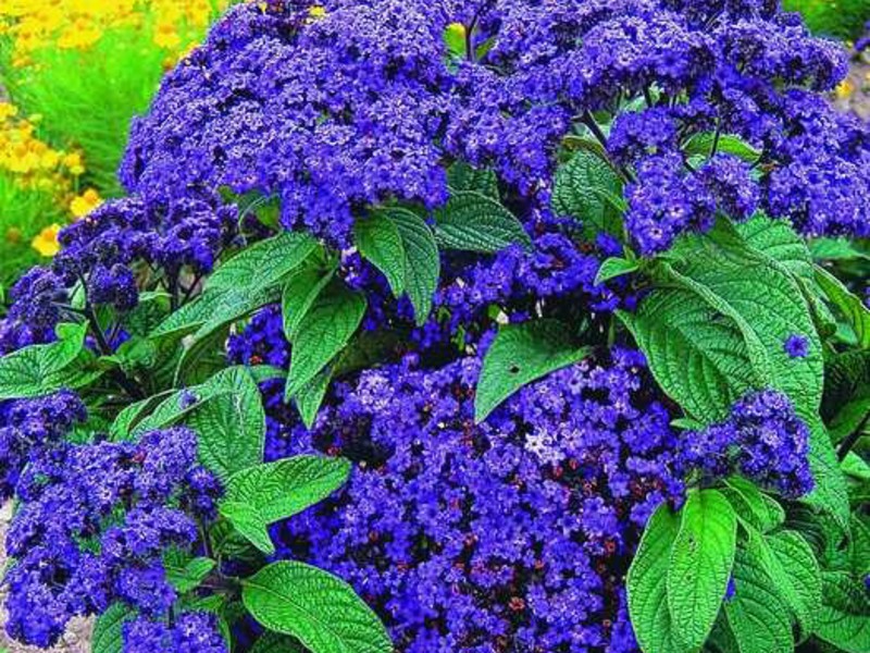 How to choose a variety of heliotrope flower