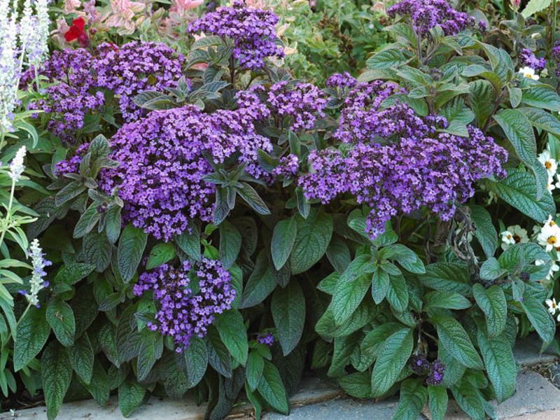 Blooming heliotrope flower