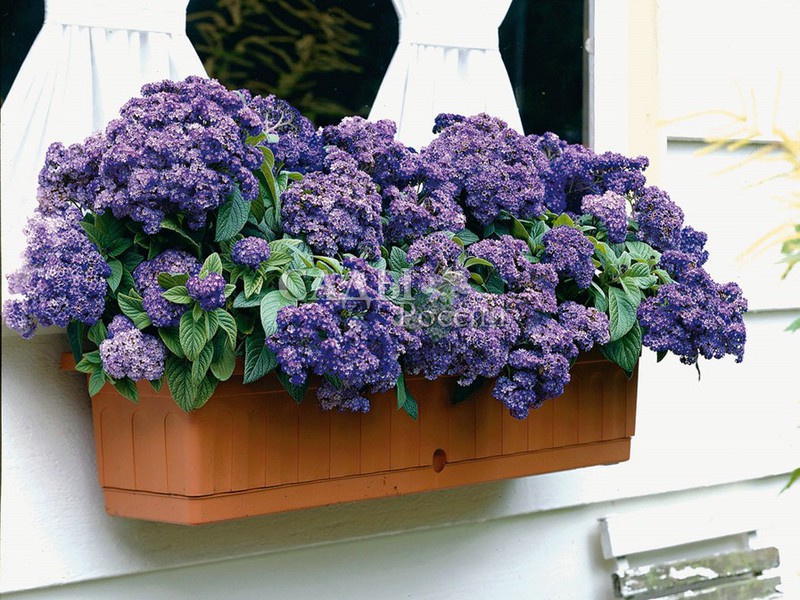 Heliotrope is good for both smell and color