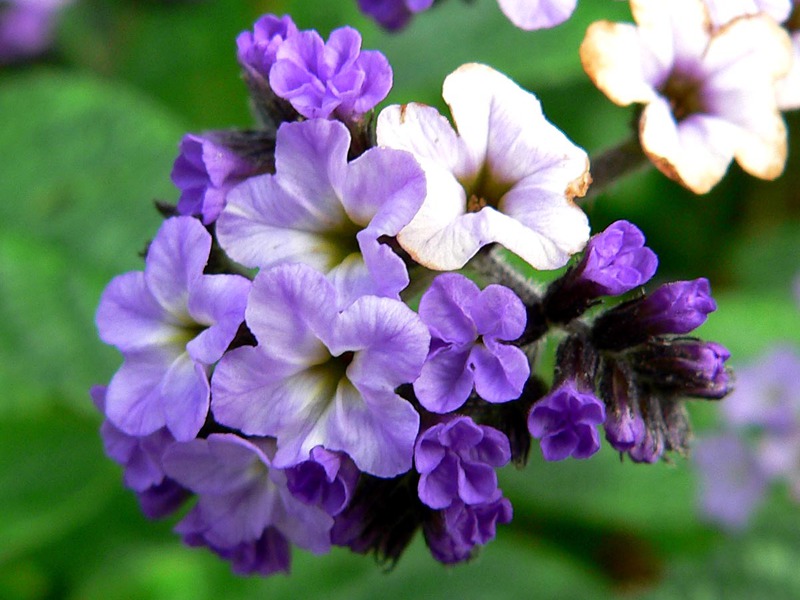 European heliotrope