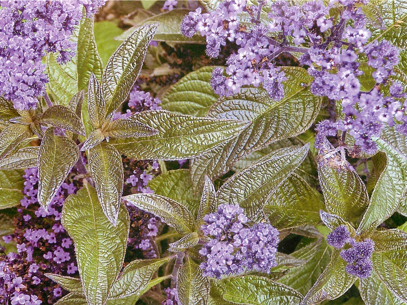 Heliotrope is good for both smell and color