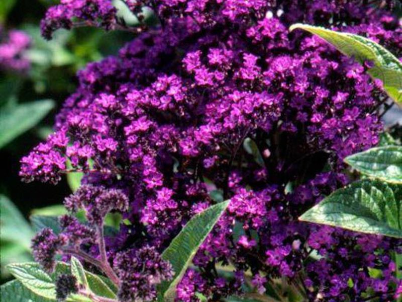 The appearance of the heliotrope