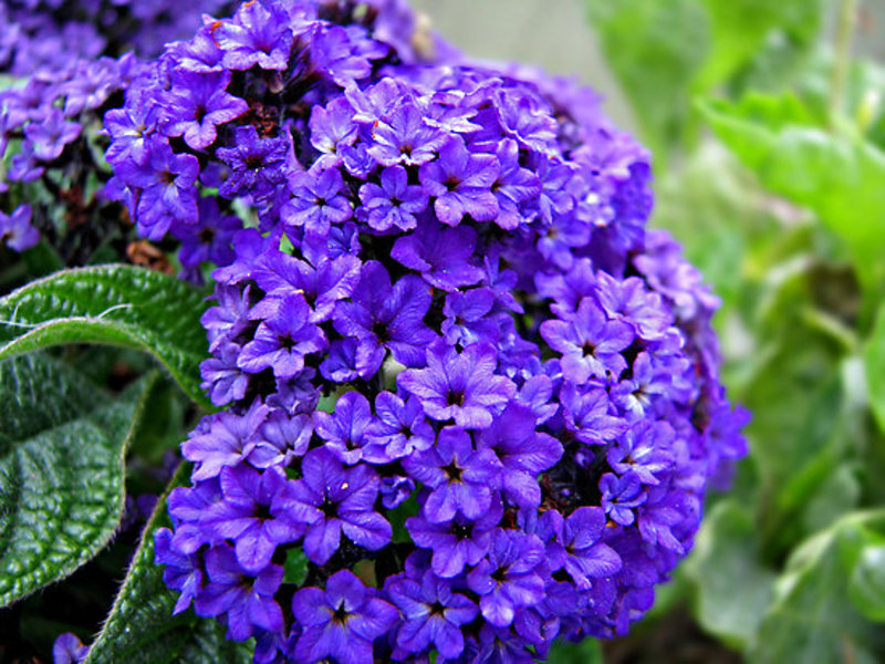 How the heliotrope flower grows