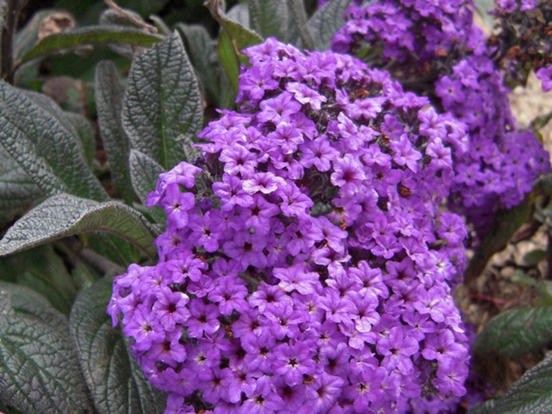 Heliotrope flowers