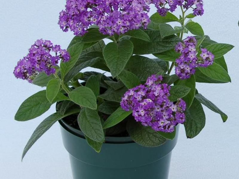 Types of heliotrope