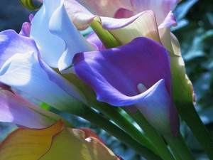 A characteristic description of calla flower species