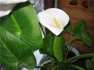 Ways to use calla flowers