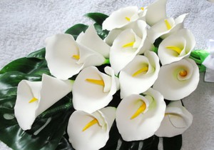 Calla flower meanings