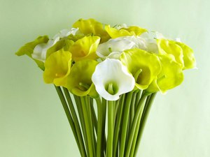 Description of popular beliefs about the flowers of calla lilies