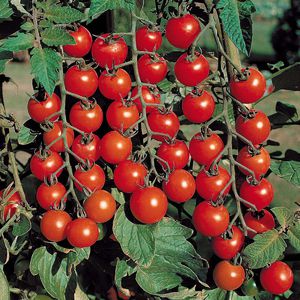 The best varieties of cherry tomatoes for open ground