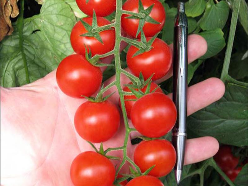 Cherry tomatoes