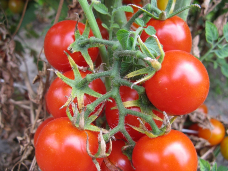 Sizes of cherry tomatoes