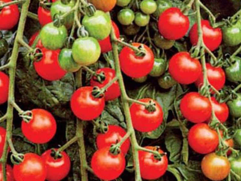 Cherry tomatoes