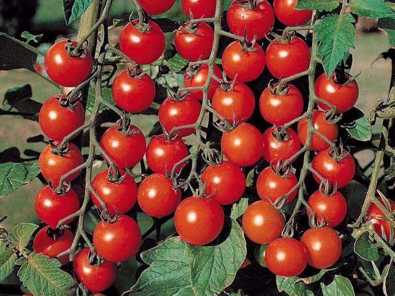 Cherry tomato variety