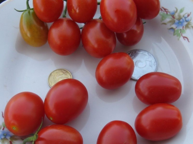 The best varieties of tomatoes