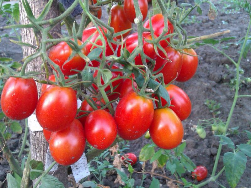 How to grow a cherry tomato