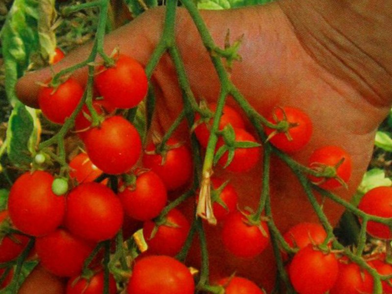 Cherry yield