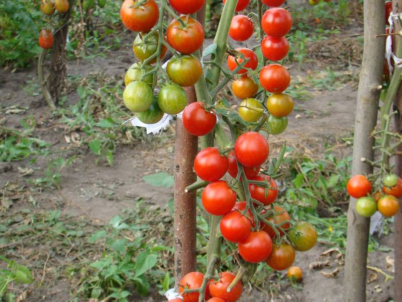 Features of growing tomatoes