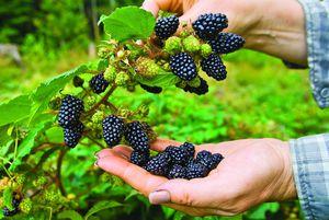 Growing blackberries: care, reproduction and pruning