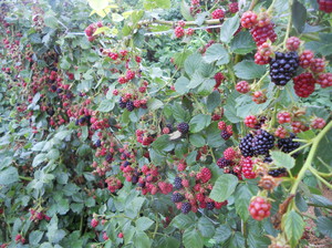 Blackberry seedlings