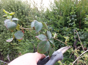 How to care for a blackberry bush