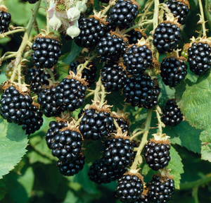 How blackberries reproduce