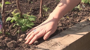 Planting blackberries.