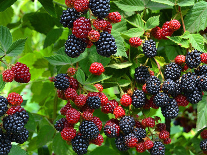 Growing blackberries