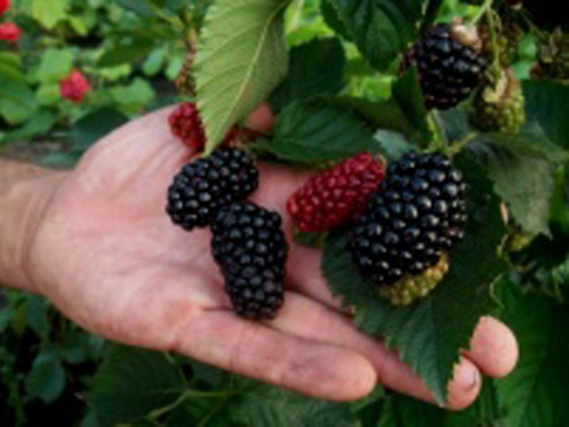 How to plant blackberries