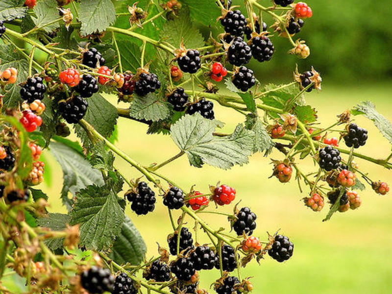 Blackberry care and cultivation