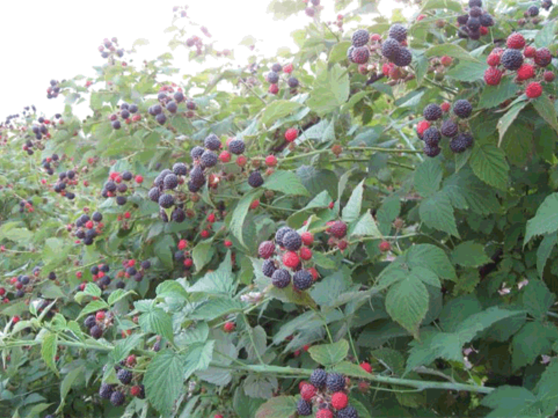 Growing blackberries.