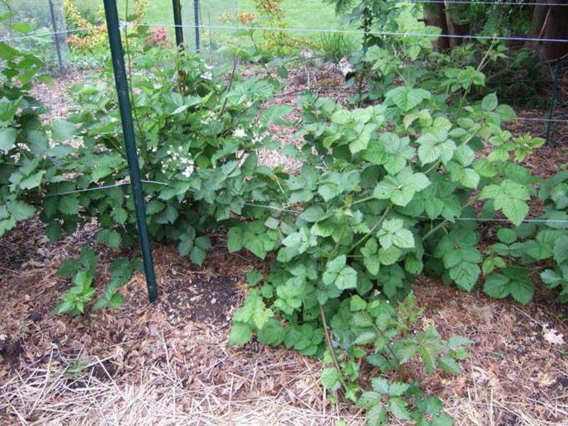 Blackberry growing technology