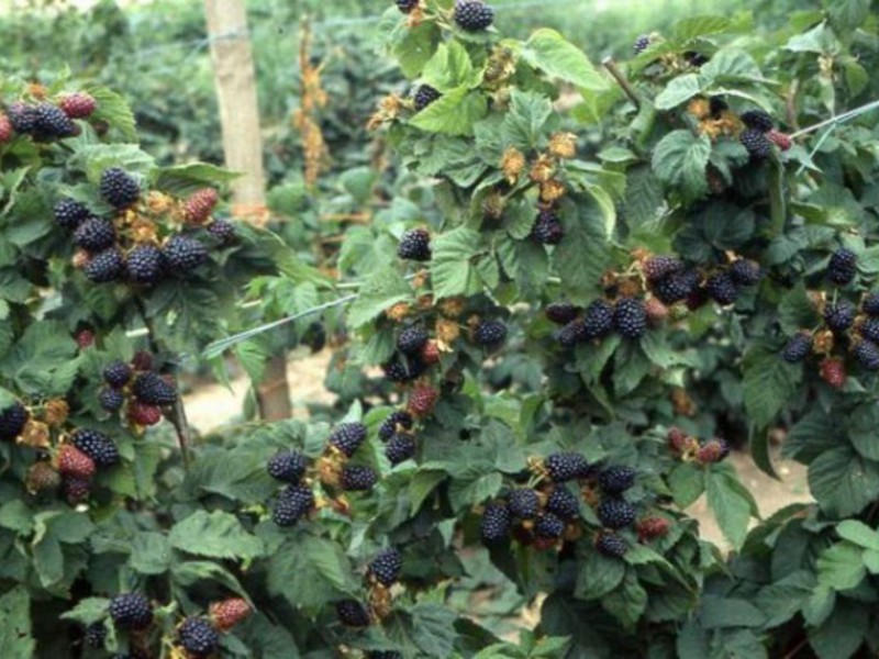 Blackberry growing technology