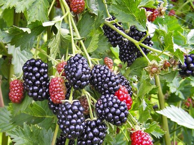 Ripe blackberry