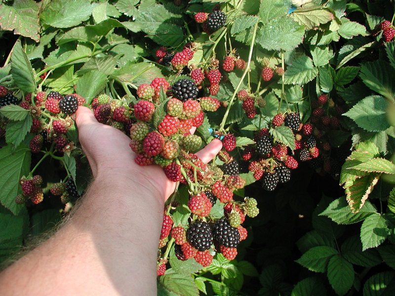 Blackberry bush pruning rules