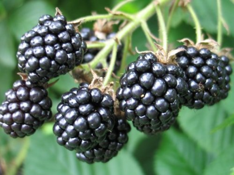 Ripe blackberry